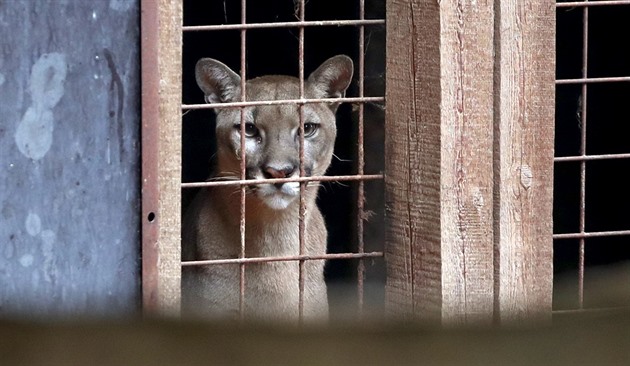 Ze zooparku ve Zvoli u Prahy utekla puma americká. Na snímku druhý chovaný...