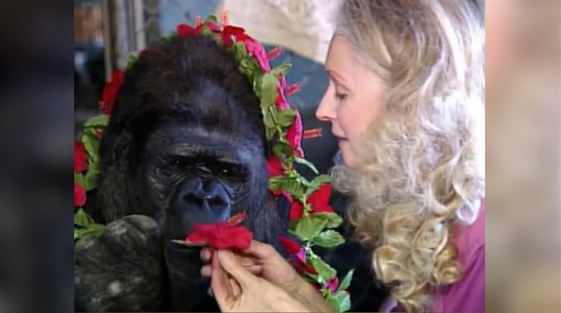 Ohlédnutí za životem Koko. Gorily, která uměla znakovou řeč Ohlédnutí za životem Koko. Gorily, která uměla znakovou řeč