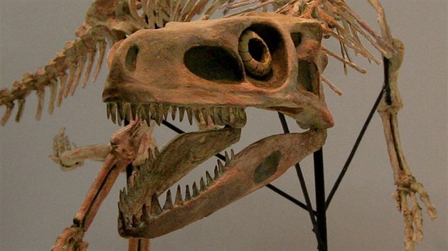 Rekonstruovaná kostra staurikosaura, menšího dravého dinosaura, jehož fosilie... Rekonstruovaná kostra staurikosaura, menšího dravého dinosaura, jehož fosilie...