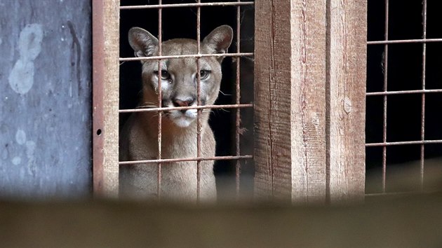 Ze zooparku ve Zvoli u Prahy utekla puma americká. Na snímku druhý chovaný...