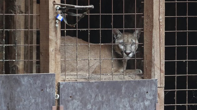 Ze zooparku ve Zvoli u Prahy utekla puma americk. Na snmku druh chovan exempl (28.6.2018).