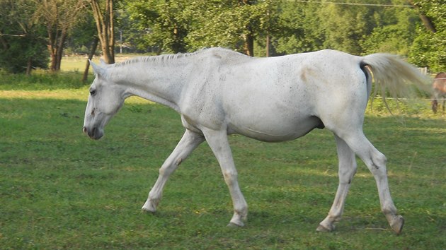 Chovatelka Vra Filipová koupila na kost vyhublého lipicána Figara 10. dubna od...