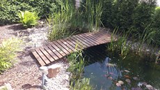 Pokud se příliš rozmnoží řasy, začnou utlačovat i vodní rostliny. Pokud se příliš rozmnoží řasy, začnou utlačovat i vodní rostliny.