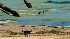 Toulavé kočky denně v Austrálii zabijí více než milion plazů a ohrožují tak... Toulavé kočky denně v Austrálii zabijí více než milion plazů a ohrožují tak...