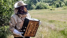 Šuplík, neboli nástavek, zbavený včel, se odveze na farmu. Nějaké včely přesto... Šuplík, neboli nástavek, zbavený včel, se odveze na farmu. Nějaké včely přesto...