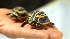Brněnské zoo se podařil už druhý úspěšný odchov kriticky ohrožené želvy... Brněnské zoo se podařil už druhý úspěšný odchov kriticky ohrožené želvy...