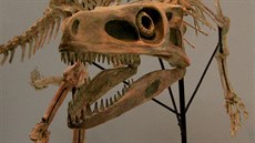 Rekonstruovaná kostra staurikosaura, menšího dravého dinosaura, jehož fosilie... Rekonstruovaná kostra staurikosaura, menšího dravého dinosaura, jehož fosilie...
