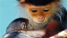 V ZOO Chleby se narodilo mládě vzácné opice langur duk (30. 6. 2018). V ZOO Chleby se narodilo mládě vzácné opice langur duk (30. 6. 2018).