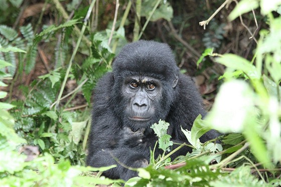 Gorily horské jsou ohroeným druhem uvedeným v 1. píloze seznamu CITES, tedy...