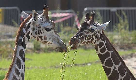 irafí kluci Paul, Zuberi a Manu se stali miláky návtvník jihlavské zoologické zahrady. Trio se vak nyní smrsklo na pouhé duo. V pátek 30. ervna veer Manu v pouhých osmi letech zemel.