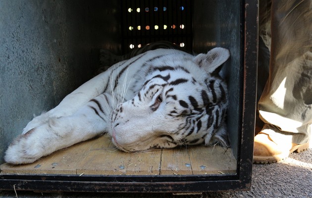 V ranních hodinách odcestovali z liberecké zoologické zahrady dv koata bílých...