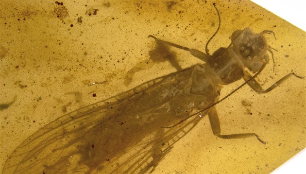 Nov objevené druhy fosilií ádu povatek, nazvané Rolling Stoneflies.