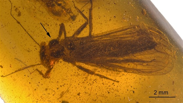 Nov objeven druhy fosili du povatek, nazvan Rolling Stoneflies.