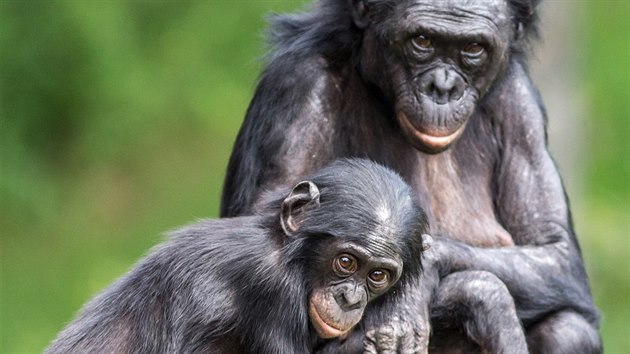 Bonobo, samice s mldtem.