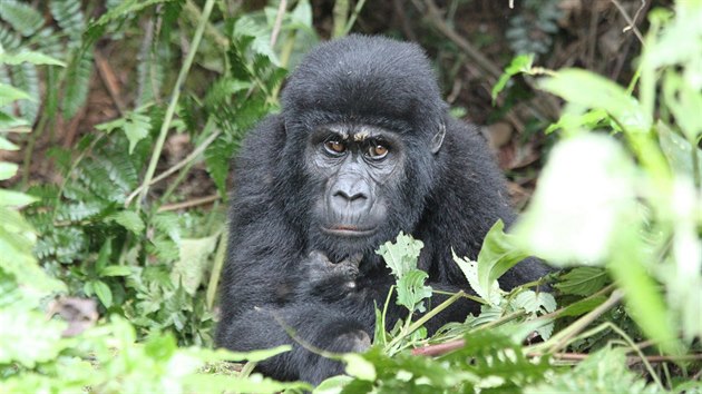 Gorily horsk jsou ohroenm druhem uvedenm v 1. ploze seznamu CITES, tedy mluvy o mezinrodnm obchodu s ohroenmi druhy voln ijcch ivoich a rostlin, s nimi nen mon obchodovat zpsobem, jak si pedstavuj nsk zoo a konsk vlda. 