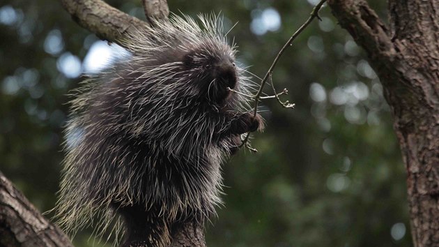 Urzon kanadsk, kter utekl z brnnsk zoo, je zpt.