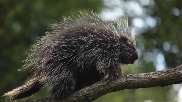 Uprchl urzon kanadsk je zpt v brnnsk zoo.