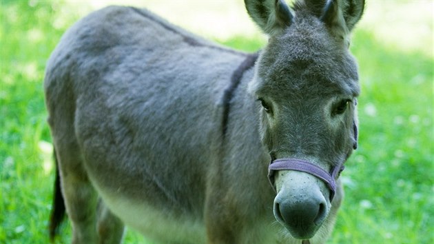 Zakrslý osel Willem je novým návštěvnickým tahákem zlínské zoologické zahrady v Lešné