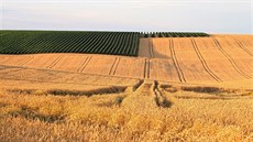 Vinice lemovaná zlátnoucím obilím Vinice lemovaná zlátnoucím obilím