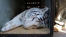V ranních hodinách odcestovali z liberecké zoologické zahrady dvě koťata bílých... V ranních hodinách odcestovali z liberecké zoologické zahrady dvě koťata bílých...