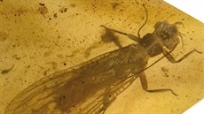 Nově objevené druhy fosilií řádu pošvatek, nazvané Rolling Stoneflies. Nově objevené druhy fosilií řádu pošvatek, nazvané Rolling Stoneflies.