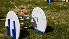 Při 5. ročníku závodu Grand Prix Štěpánov se utkalo 150 ušáků. Soutěžili ve... Při 5. ročníku závodu Grand Prix Štěpánov se utkalo 150 ušáků. Soutěžili ve...