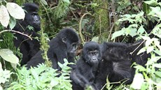 Gorila horská, samice s mláaty