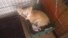 Přes šedesát psů žijících v zápachu a špíně našli ochránci zvířat v Podivíně na... Přes šedesát psů žijících v zápachu a špíně našli ochránci zvířat v Podivíně na...