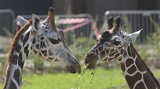Dva mladí samci žirafy už se ukazují návštěvníkům jihlavské zoo ve výběhu.... Dva mladí samci žirafy už se ukazují návštěvníkům jihlavské zoo ve výběhu....