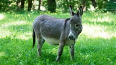 Miniaturní oslík Willem je novou atrakcí zlínské zoo v Lešné. Miniaturní oslík Willem je novou atrakcí zlínské zoo v Lešné.