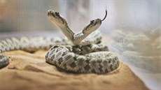 Plzeňská zoo se pochlubila mláďaty vzácných chřestýšů arubských. Narodilo se... Plzeňská zoo se pochlubila mláďaty vzácných chřestýšů arubských. Narodilo se...