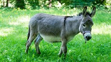 Zakrslý osel Willem je novým návštěvnickým tahákem zlínské zoologické zahrady v... Zakrslý osel Willem je novým návštěvnickým tahákem zlínské zoologické zahrady v...