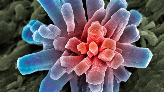 Microcosmos (Brandon Broll) Microcosmos (Brandon Broll)