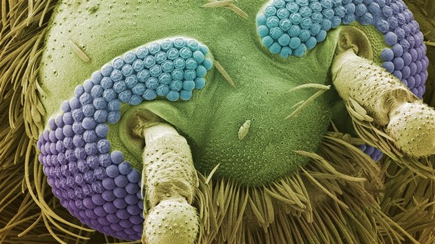 Microcosmos (Brandon Broll) Microcosmos (Brandon Broll)