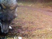 Že vlk potřebuje k životu liduprázdný les, je mýtus. Fotopasti budou... Že vlk potřebuje k životu liduprázdný les, je mýtus. Fotopasti budou...