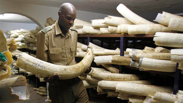 Sprvce Zimbabwskho nrodnho parku kontroluje slonovinu uvnit skladu v Harare.