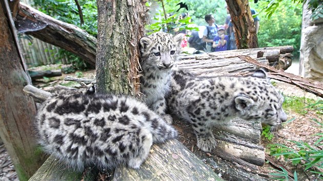 Trojatm snnch levhart v jihlavsk zoologick zahrad u jsou dva msce, narodila se 6. kvtna.