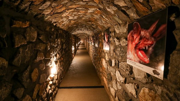 Souasn prohldkov trasa Chnovsk jeskyn je dlouh 260 metr a peven in 42 metr.