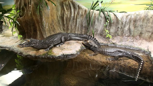 Pavilon plaz, obojivelnk a ryb je v brnnsk zoo na udrovn nejnronj.