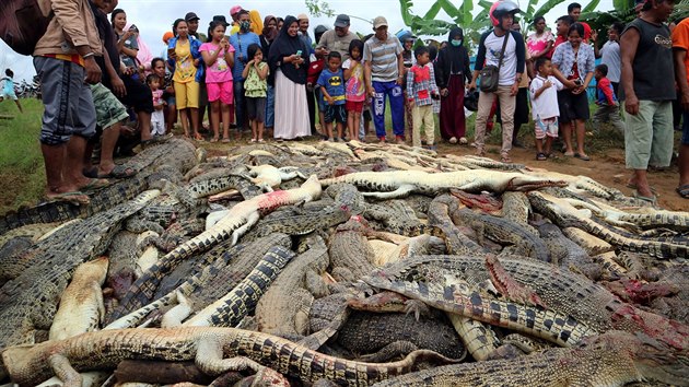 V indonsk chovn farm zabil krokodl lovka. Tamn obyvatel se rozhodli ztrtu pomstt - vzali noe, kladiva a usmrtili tm 300 krokodl.