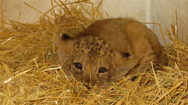 Aktuln snmek mldte v prod vyhubenho lva berberskho, kter se narodilo v polovin kvtna v zoologick zahrad na Svatm Kopeku. (17. ervence 2018)