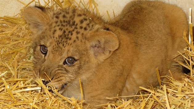 Aktuln snmek mldte v prod vyhubenho lva berberskho, kter se narodilo v polovin kvtna v zoologick zahrad na Svatm Kopeku. (17. ervence 2018)