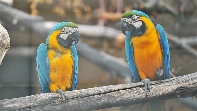 Jedinou evropskou papou zoo maj v Boovicch na Vykovsku manel krhkovi.