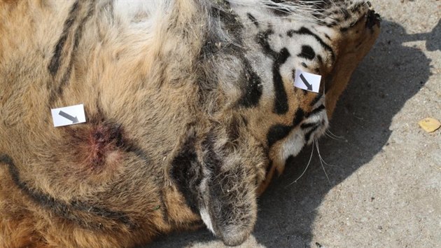 Celn sprva a policist nali pi razii nali mrtvho tygra a dal zvata. sti tygra se prodvaly dalm zjemcm, napklad i v prask trnici SAPA (18.7.2018)