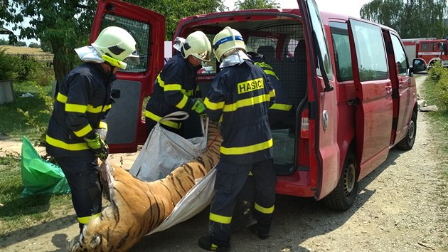 Celn sprva a policist nali pi razii nali mrtvho tygra a dal zvata. sti tygra se prodvaly dalm zjemcm, napklad i v prask trnici SAPA (18.7.2018)