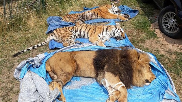 Uspan zvata v Bioparku tt na Hradecku (16. 7. 2018)