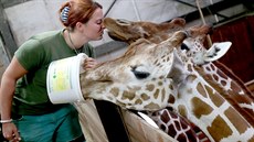 Chovatelka árka Neveselá se v brnnské zoo kadý den stará teba o buvoly,...