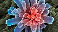 Microcosmos (Brandon Broll) Microcosmos (Brandon Broll)
