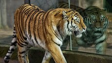 Tygři se ze dvorské zoo přesunou do USA (5. března 2015) Tygři se ze dvorské zoo přesunou do USA (5. března 2015)
