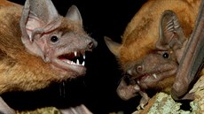 Svůj domov po nezbytném oddychu a ošetření našli netopýři ve Stromovce. Svůj domov po nezbytném oddychu a ošetření našli netopýři ve Stromovce.